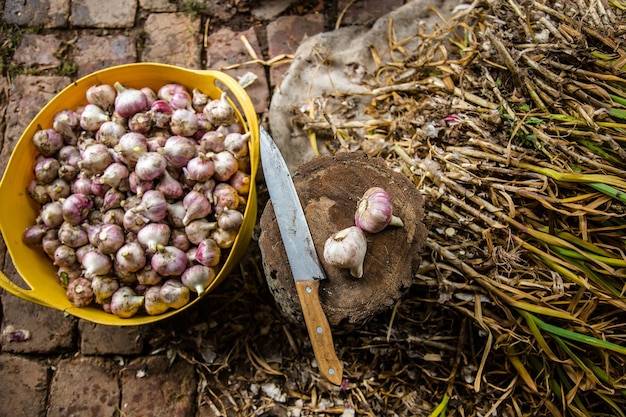 Czosnek jary kiedy zbiór jest najbardziej opłacalny?