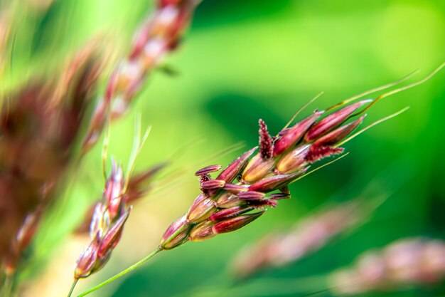 Czym nawozić jęczmień jary aby uzyskać zdrowy plon?