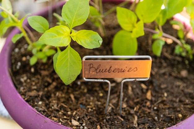 Do kiedy sadzić fasolę w ogrodzie?