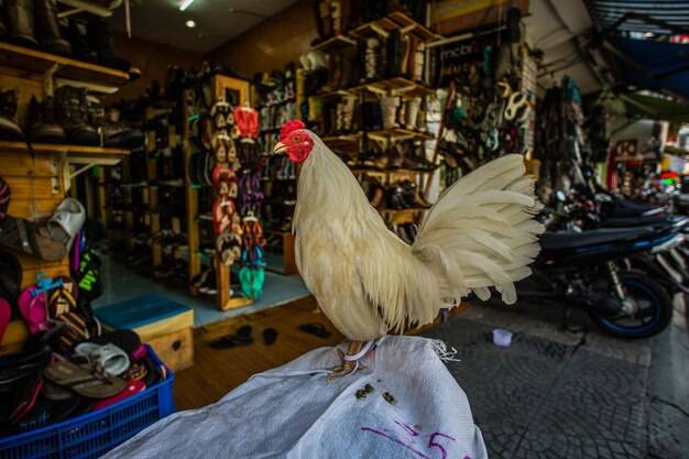 Gdzie można kupić kury ozdobne w swojej okolicy?