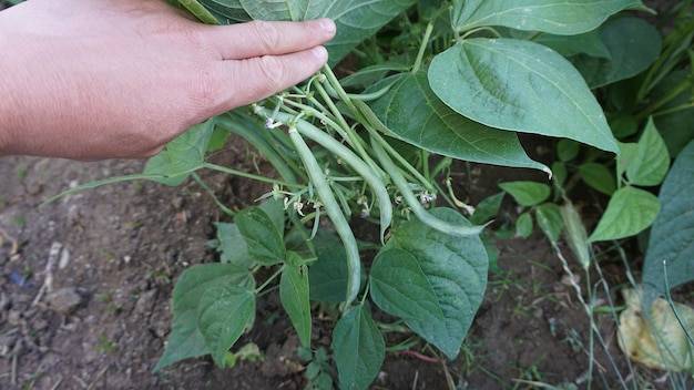 Groszek jak rośnie w domowym ogrodzie?