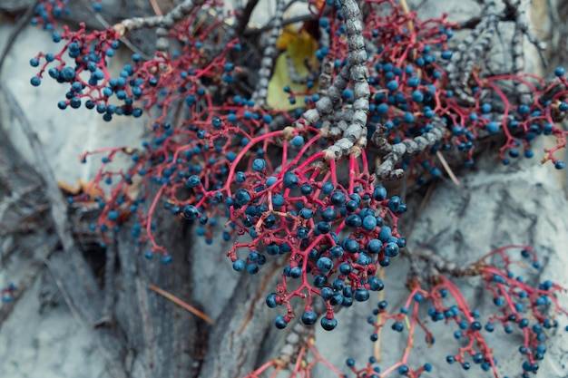 Jak działają akarycydy roztoczobójcze w ochronie roślin?