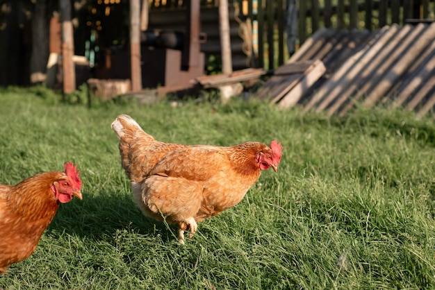 Jak hodować kury na jajka w przydomowym gospodarstwie?