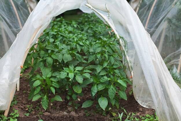 Jak uprawiać paprykę w folii, aby cieszyć się obfitym plonem?