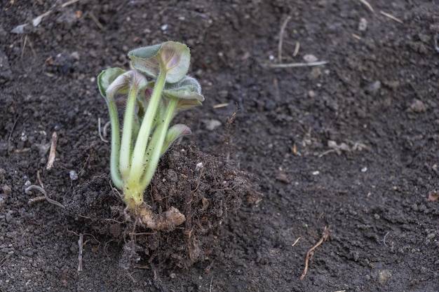 Jaka ziemia pod fasolkę szparagową sprawdzi się w przydomowym ogródku?