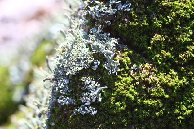 Jaki dobry nawóz pod tuje wybrać na wiosnę?