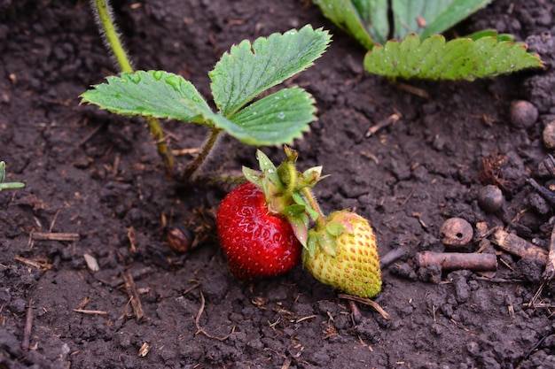 Jaki nawóz na kwitnienie truskawek sprawdzi się w Twoim ogrodzie?