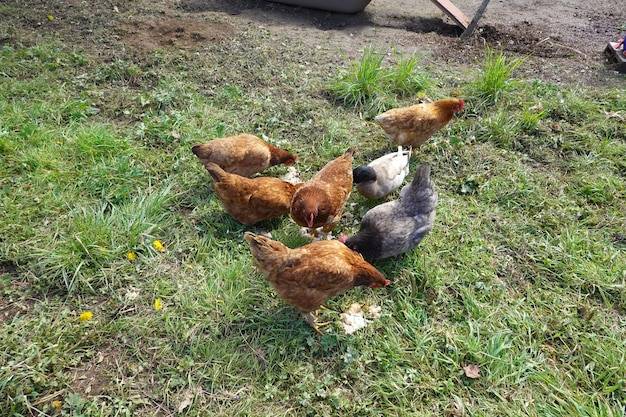 Jakie kury kupić na jajka do przydomowego kurnika?