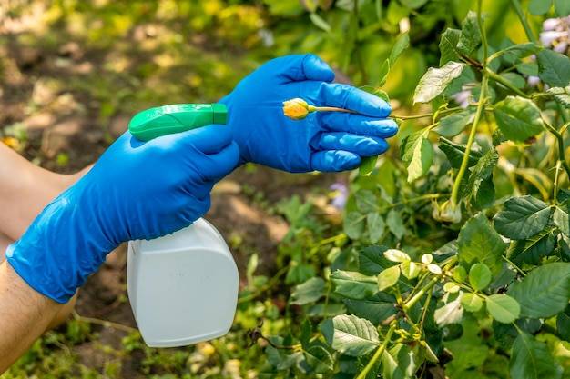 Jakie środki ochrony roślin owadobójcze wybrać w województwie lubelskim?