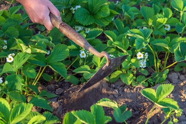Kiedy na wiosnę nawozić borówkę amerykańską aby cieszyć się zdrowymi owocami?