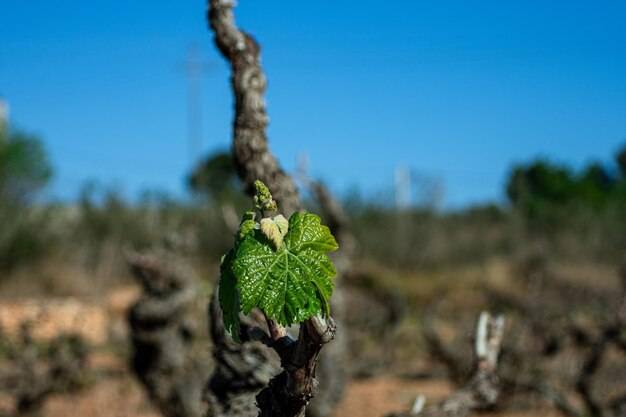 Kiedy nawozić winorośl aby cieszyć się zdrowymi owocami?