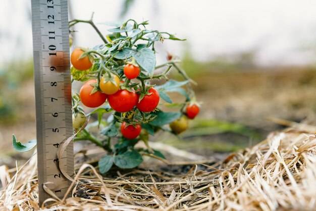 Na jaką wysokość rosną pomidory w ogrodzie?