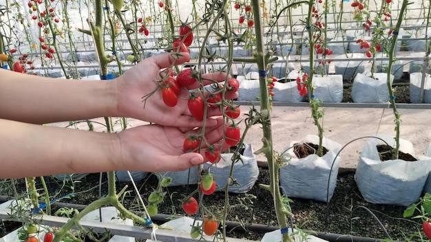 Pomidor malinowy jak uprawiać go w przydomowym ogrodzie?