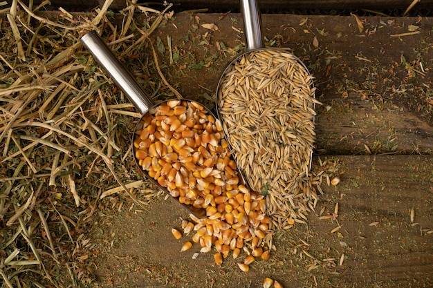 Czym dokarmiać zboża w czasie wiosennej wegetacji?