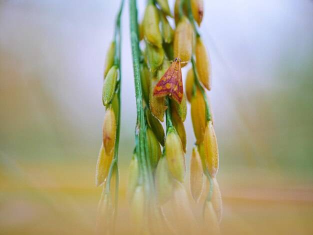 Czym nawozić pszenicę na wiosnę aby uzyskać zdrowe plony?
