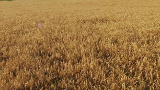 Ile RSM na hektar pszenicy warto zastosować?