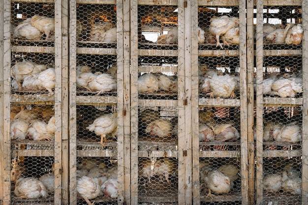 Jaka siatka na kurnik sprawdzi się w przydomowej hodowli?