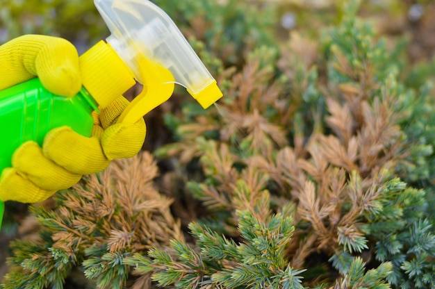 Jaki nawóz do tui sprawdzi się w ogrodzie?