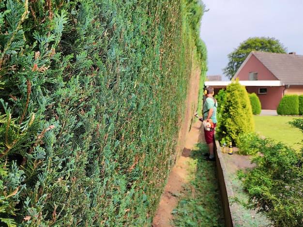 Jaki nawóz pod cisy sprawdzi się w ogrodzie?