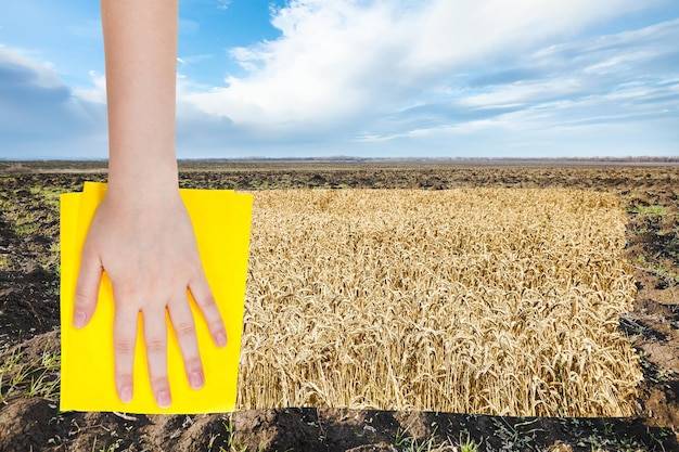 Jaki nawóz pod pszenicę jesienią sprawdzi się na Twoim polu?