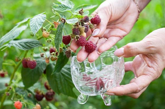 Kiedy mocznik w maliny przynosi najlepsze efekty?