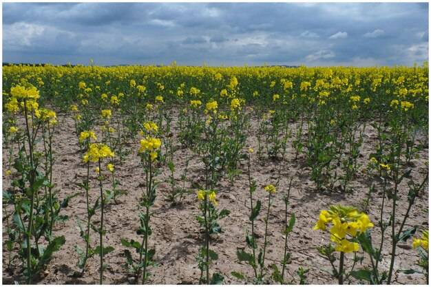 Kiedy stosować siarczan magnezu w rzepaku?
