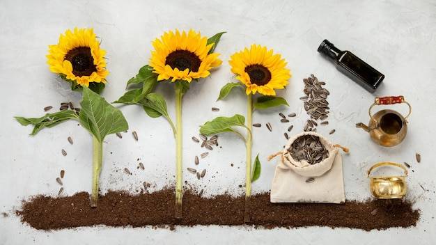 Słonecznik kiedy siać aby cieszyć się pięknymi kwiatami?