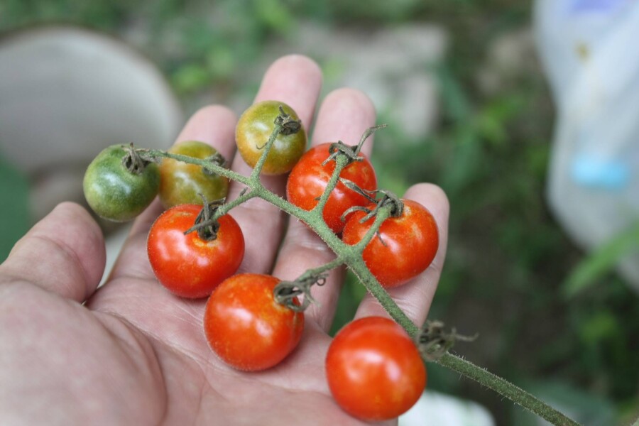Jak dostarczyć fosfor pomidorom w domowym ogrodzie?