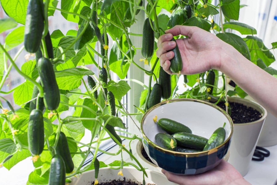 Ogórki czym zasilać aby cieszyć się zdrowymi plonami?