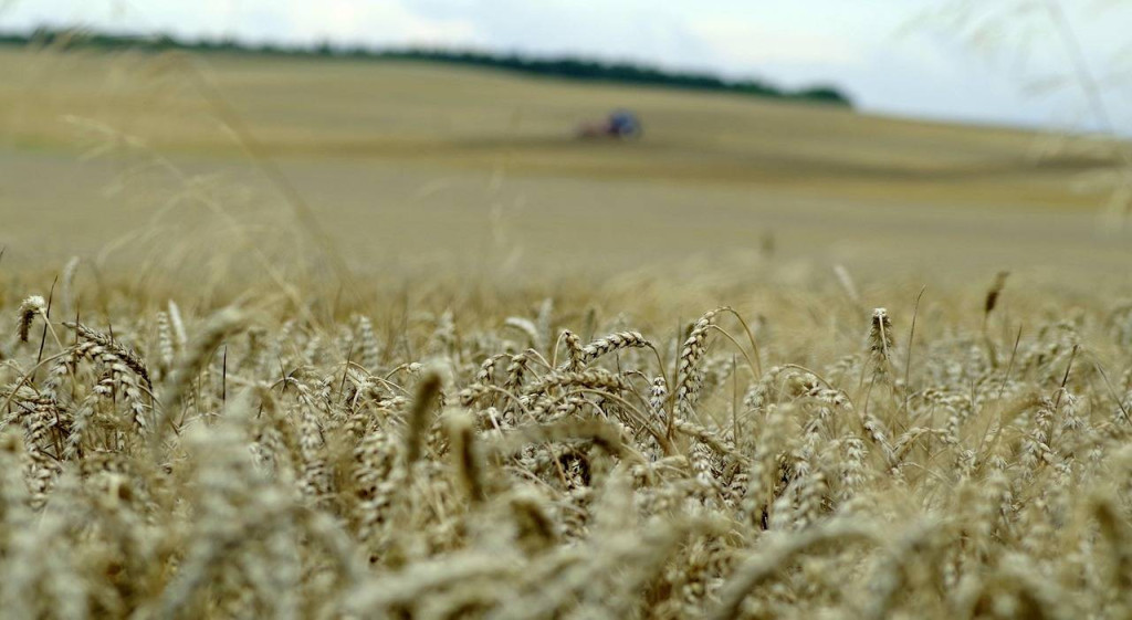 Jakie nawozy na pszenżyto sprawdzą się w sezonie wegetacyjnym?