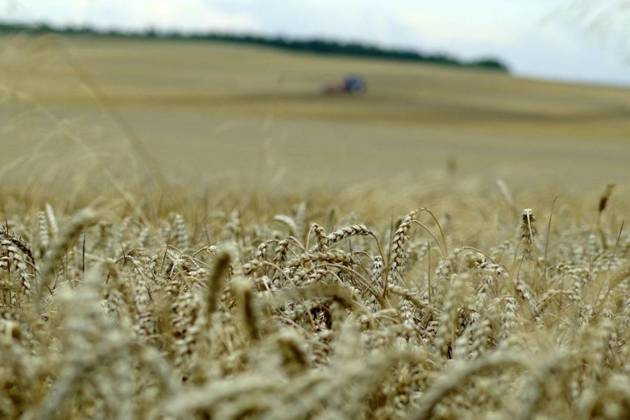 Jakie nawozy na pszenżyto sprawdzą się w sezonie wegetacyjnym?