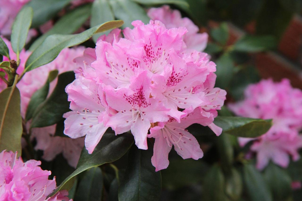 Kiedy nawozi się rododendrony w ogrodzie?